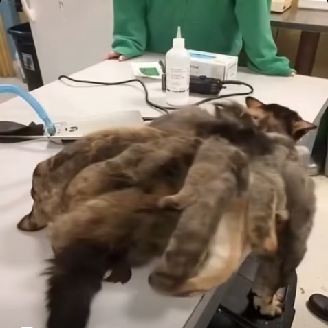 Bu çaresiz yaratık sokakta yakalandı