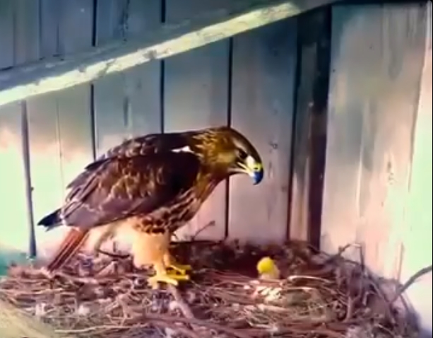 Kartal Yuvasına Koyar ve Gözetleme Kamerası Kurar